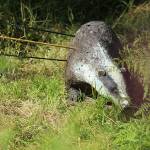 3D Badger