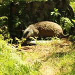 3D Badger.