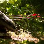 Shot 3D badger