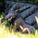 Warthog