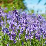 Bluebells